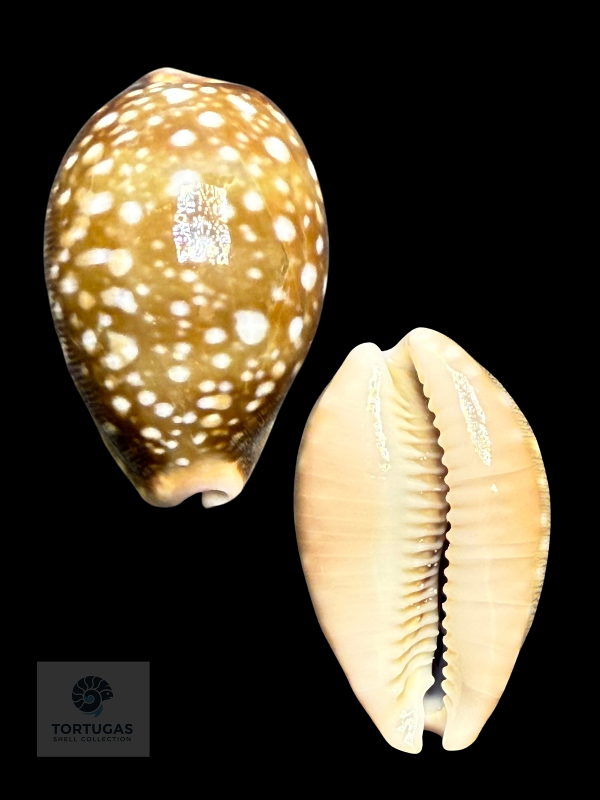 Lyncina vitellus 39.80 mm F++/Gem