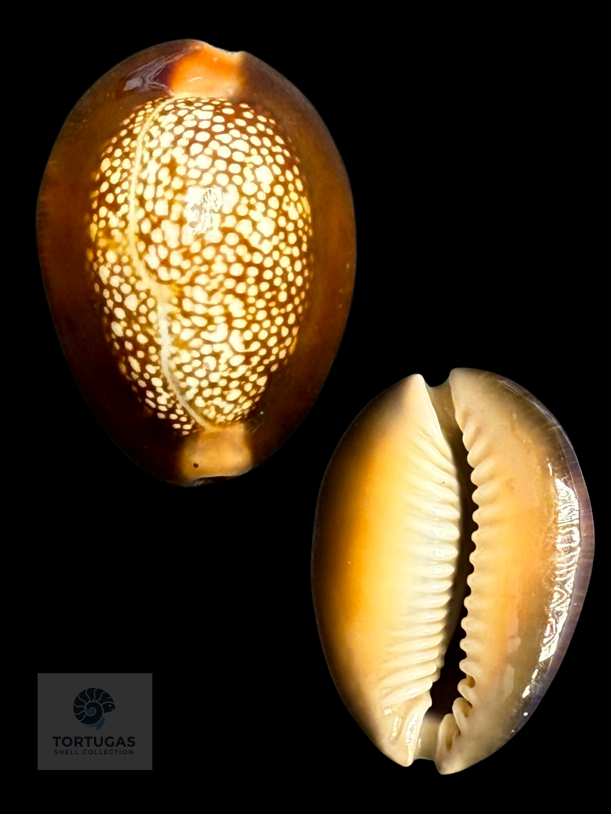 Monetaria caputserpentis 33.55 mm F++/Gem