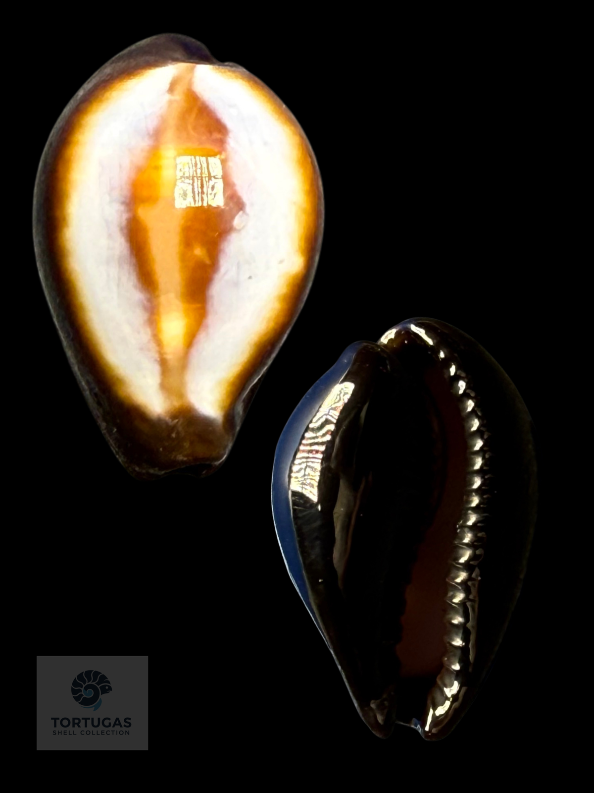 Erronea onyx 32.33 mm F++