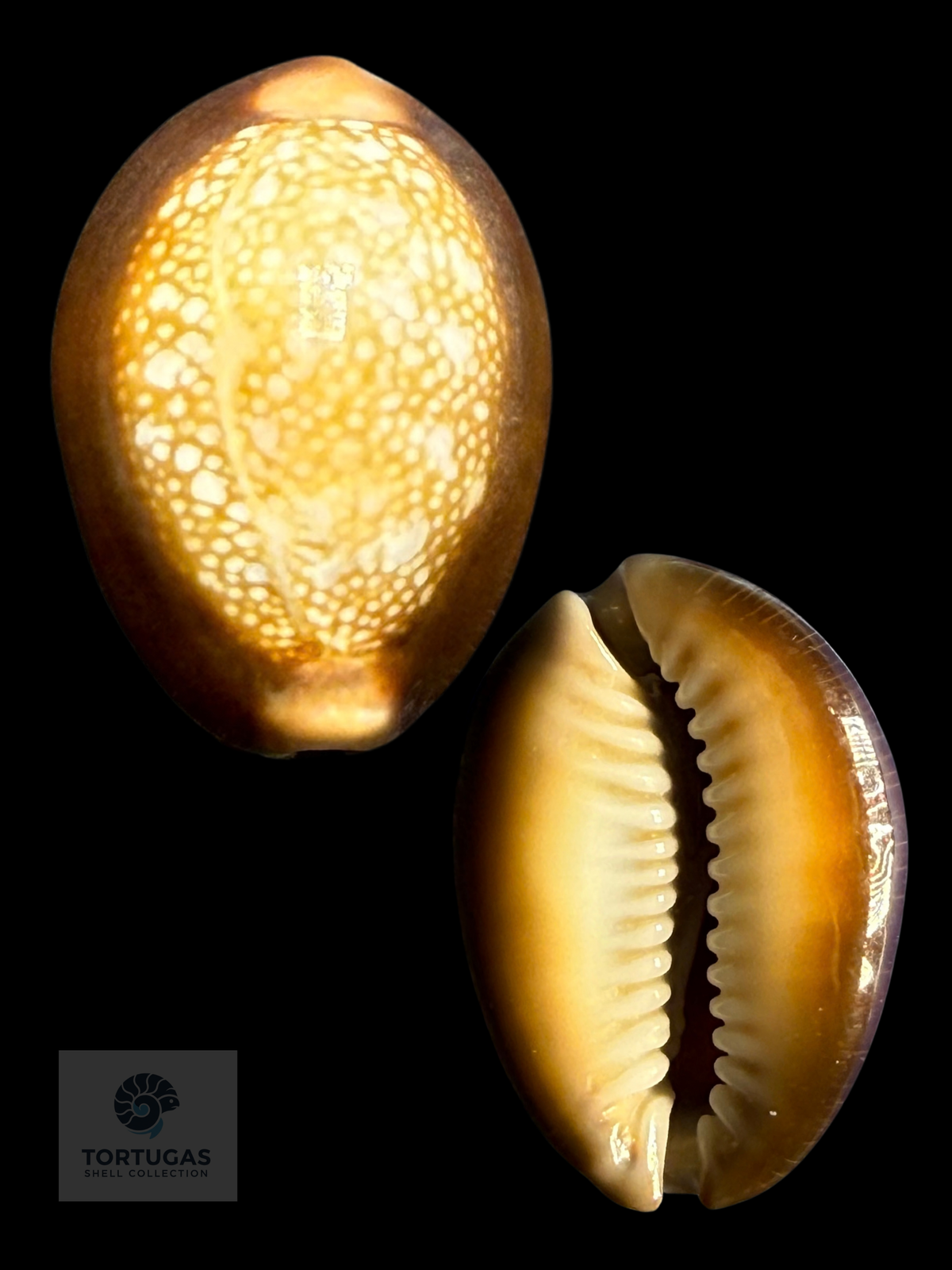 Monetaria caputserpentis 31.90 mm F++/Gem