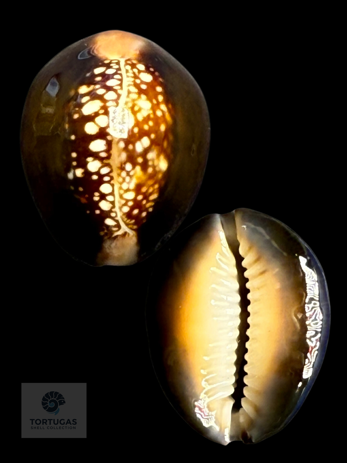 Monetaria caputserpentis 24.71 mm F++/Gem