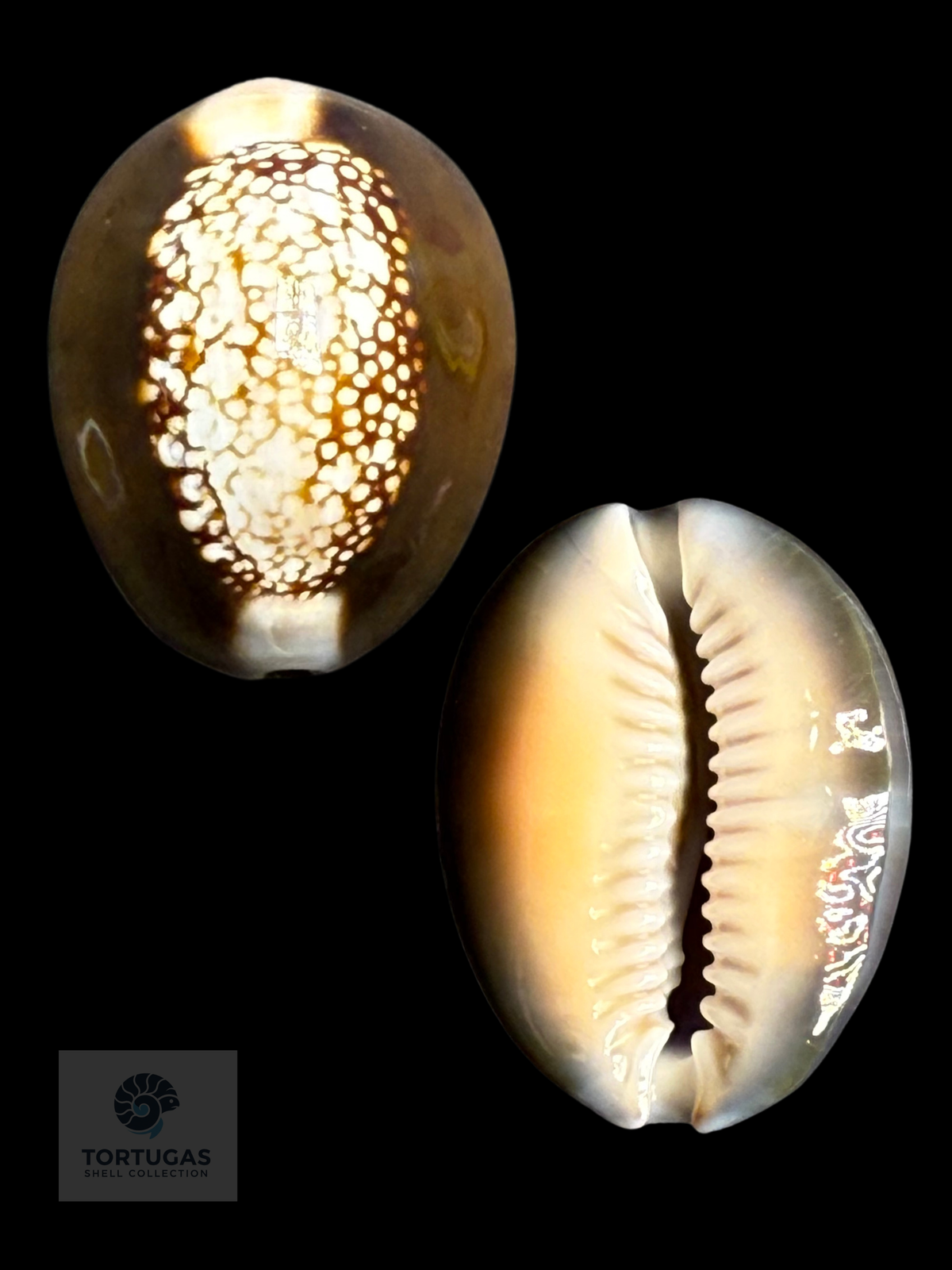 Monetaria caputserpentis 27.54 mm F++/Gem