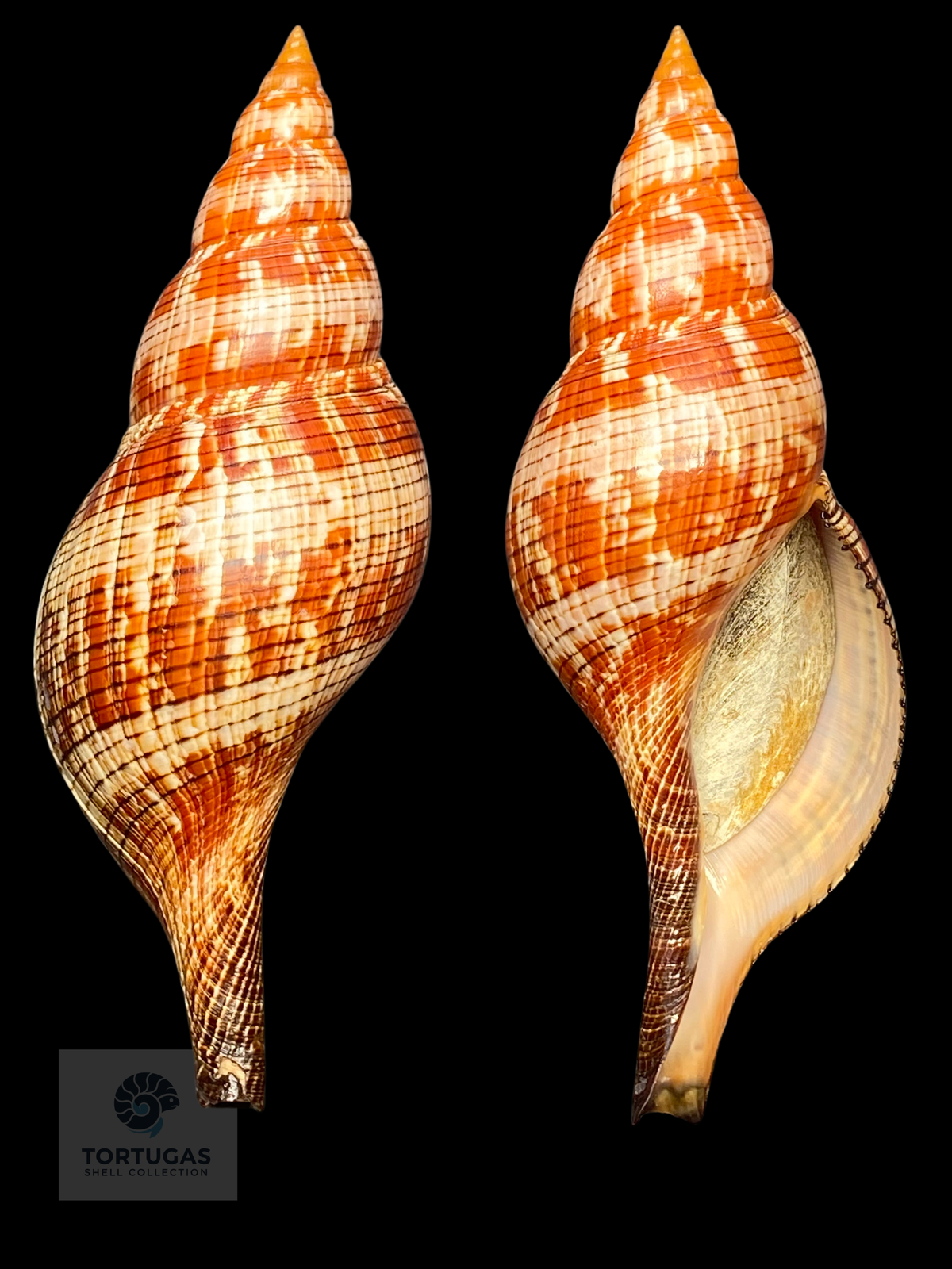 Fasciolaria riverai 203 mm w/o — TSC #0983FAS