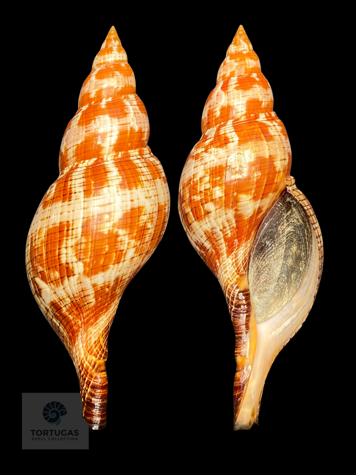 Fasciolaria riverai 203 mm w/o — TSC #0984FAS