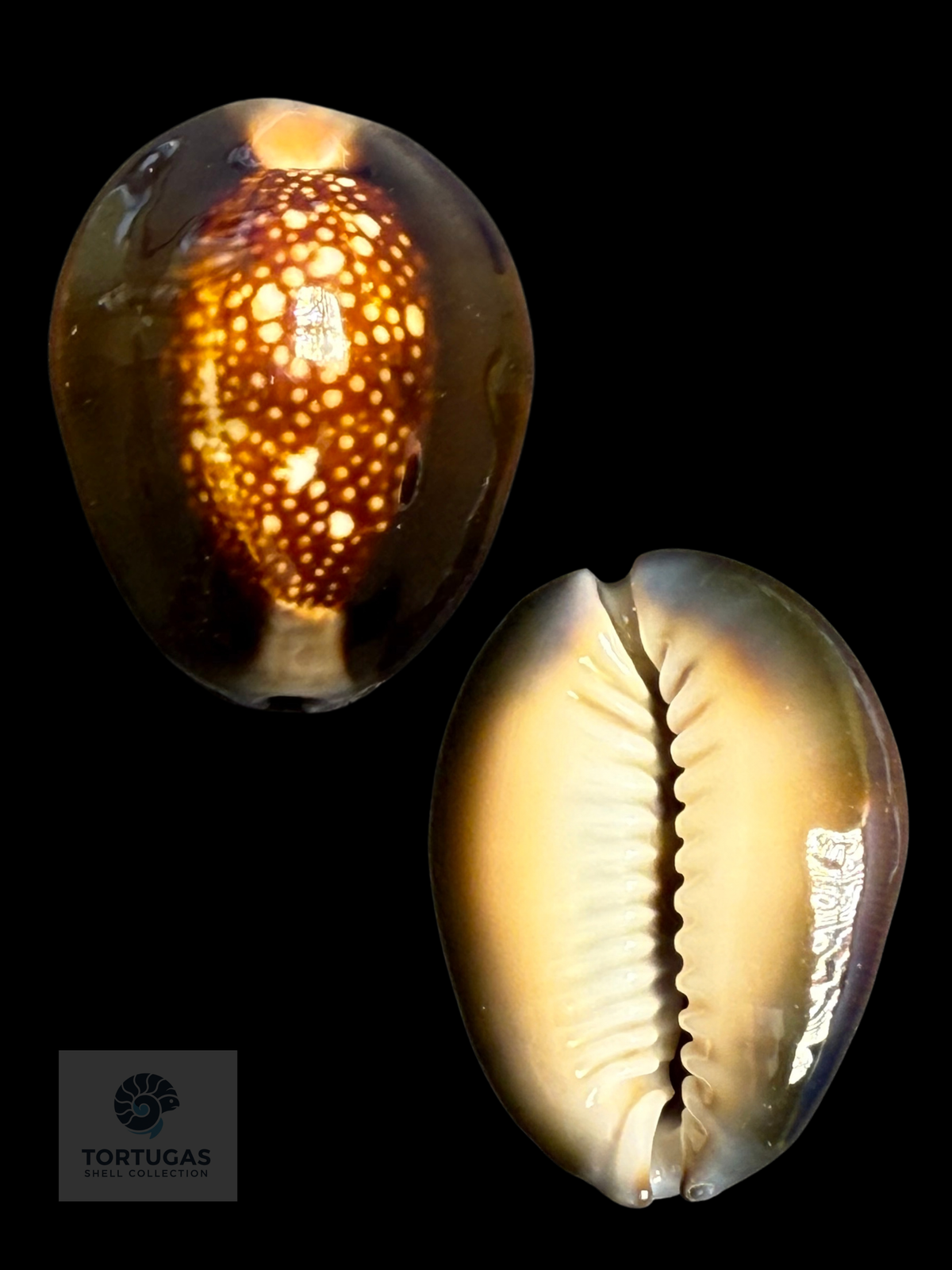 Monetaria caputserpentis 30.79 mm — Indonesia