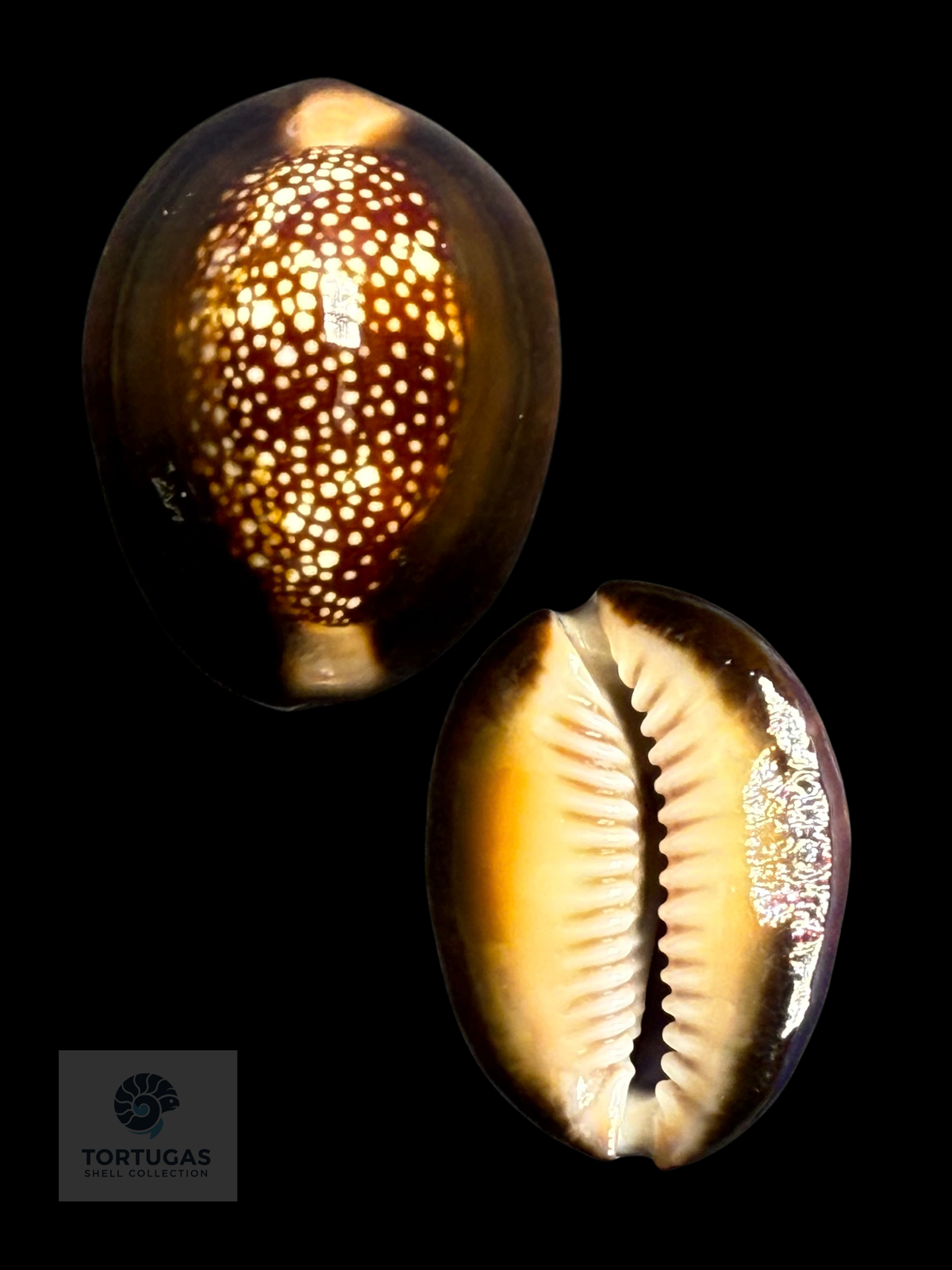 Monetaria caputserpentis 33.71 mm — Indonesia
