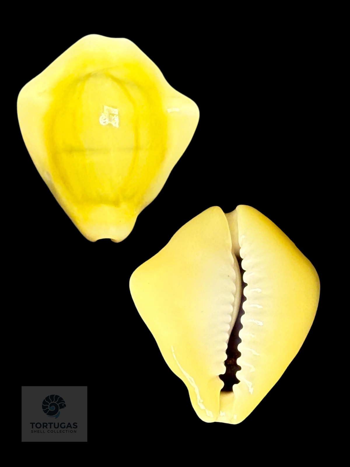 Monetaria moneta 25.67 mm — Indonesia