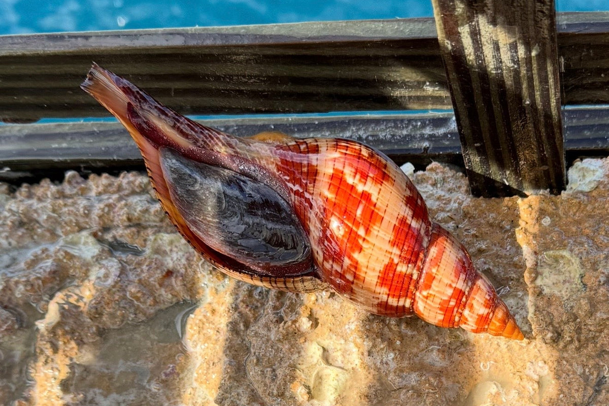 Tortugas Shell Collection